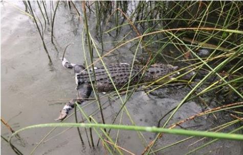 Texas Game wardens offer reward for info on alligator killed only for ...