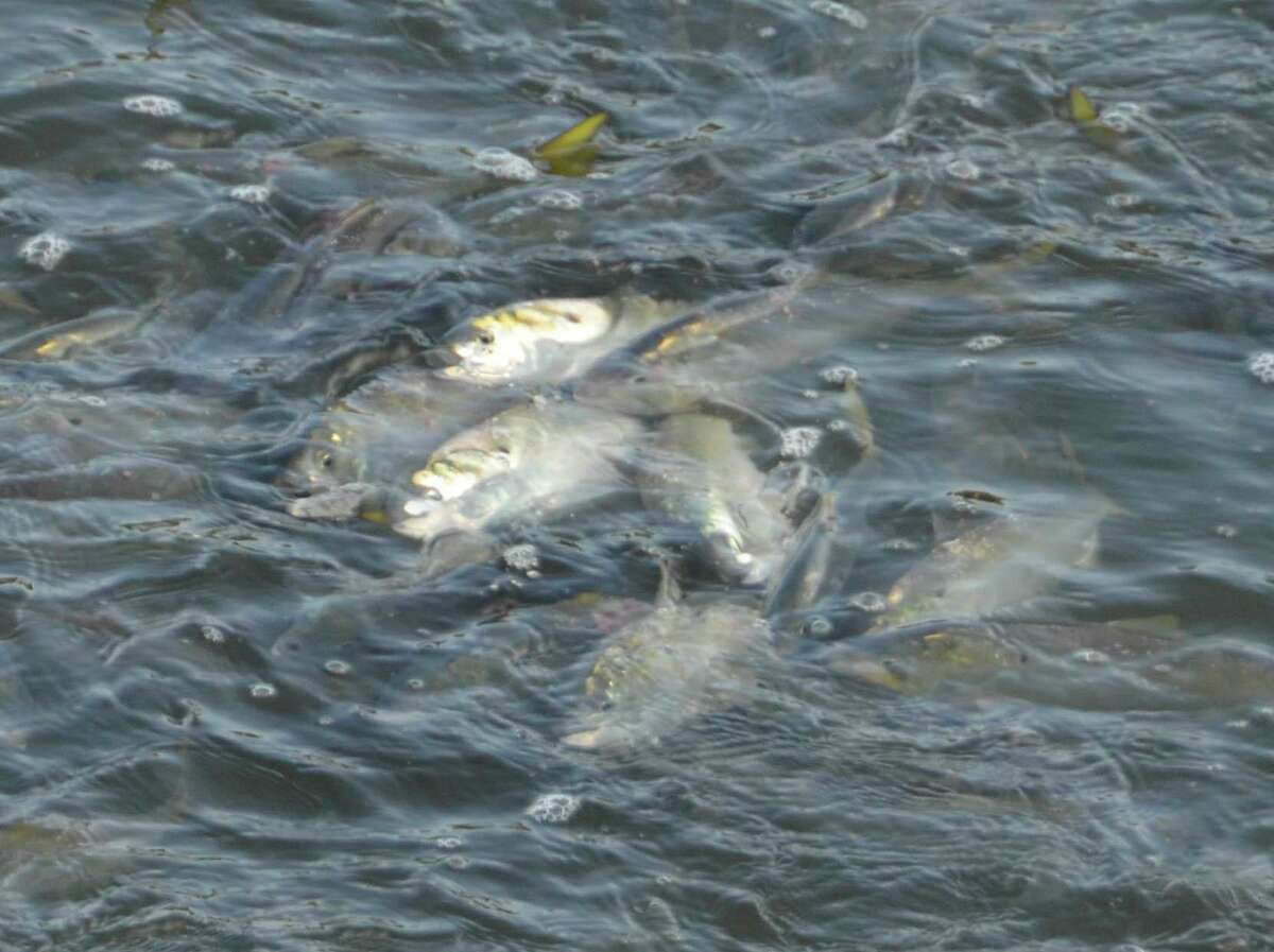 A whole lot of menhaden, commonly called bunker, have been attracting attention in Milford Harbor. The Hotchkiss Bridge downtown offers a perfect spot for looking down at the water that sometimes appears to be boiling because of all the fish activity.