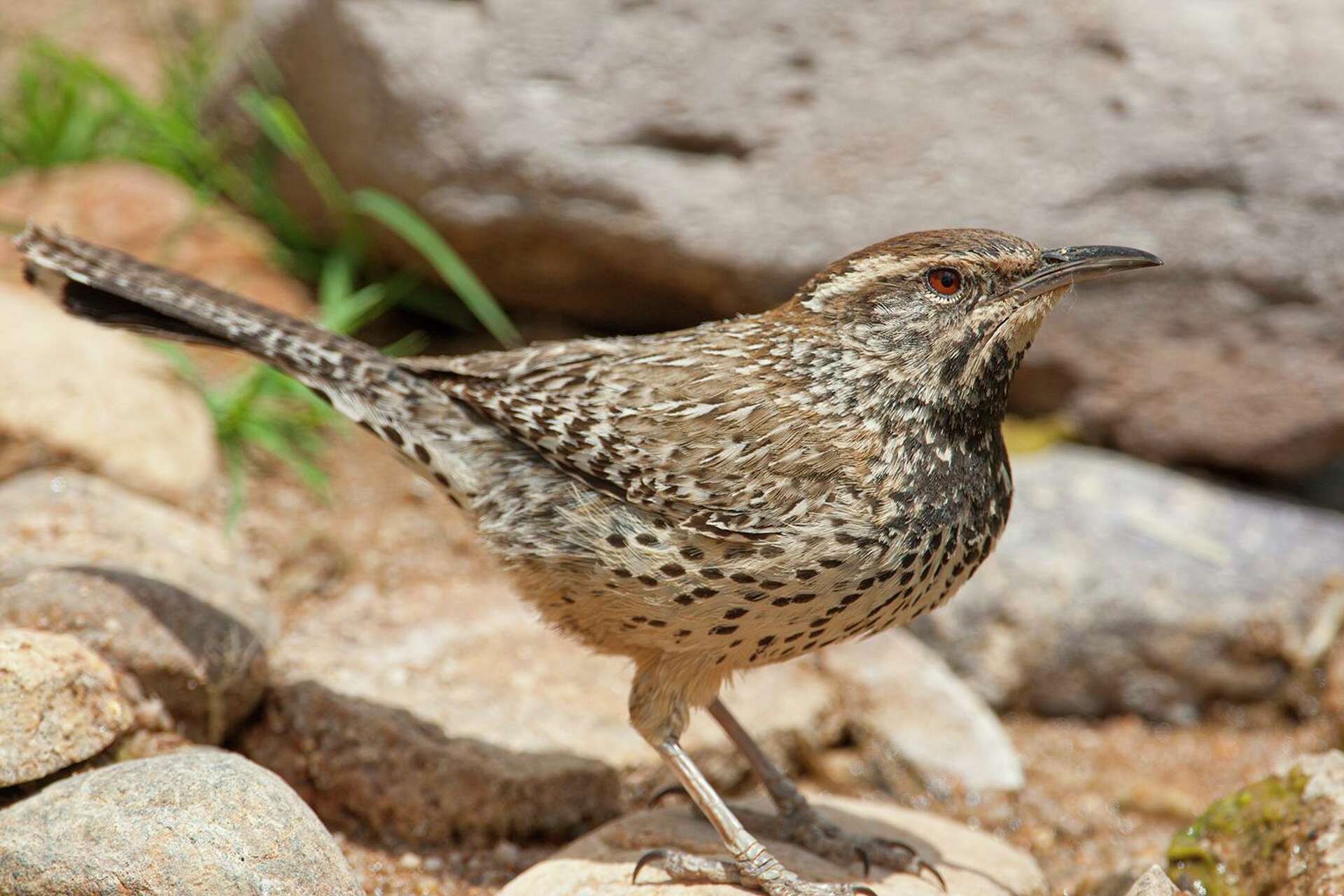Cactus wrens makes their desert nests in Big Bend