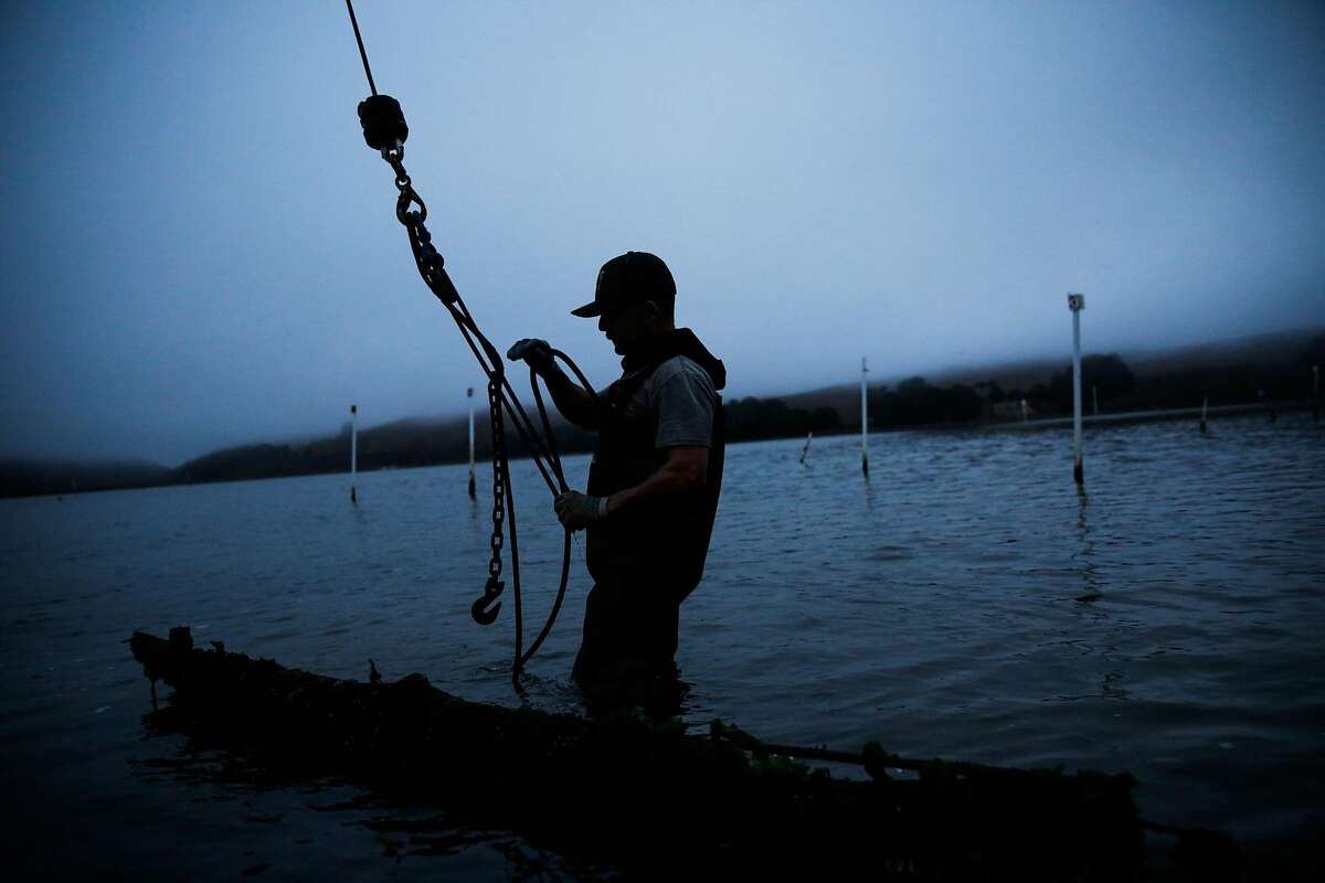 Oysters in peril as warming climate alters the water in their habitats