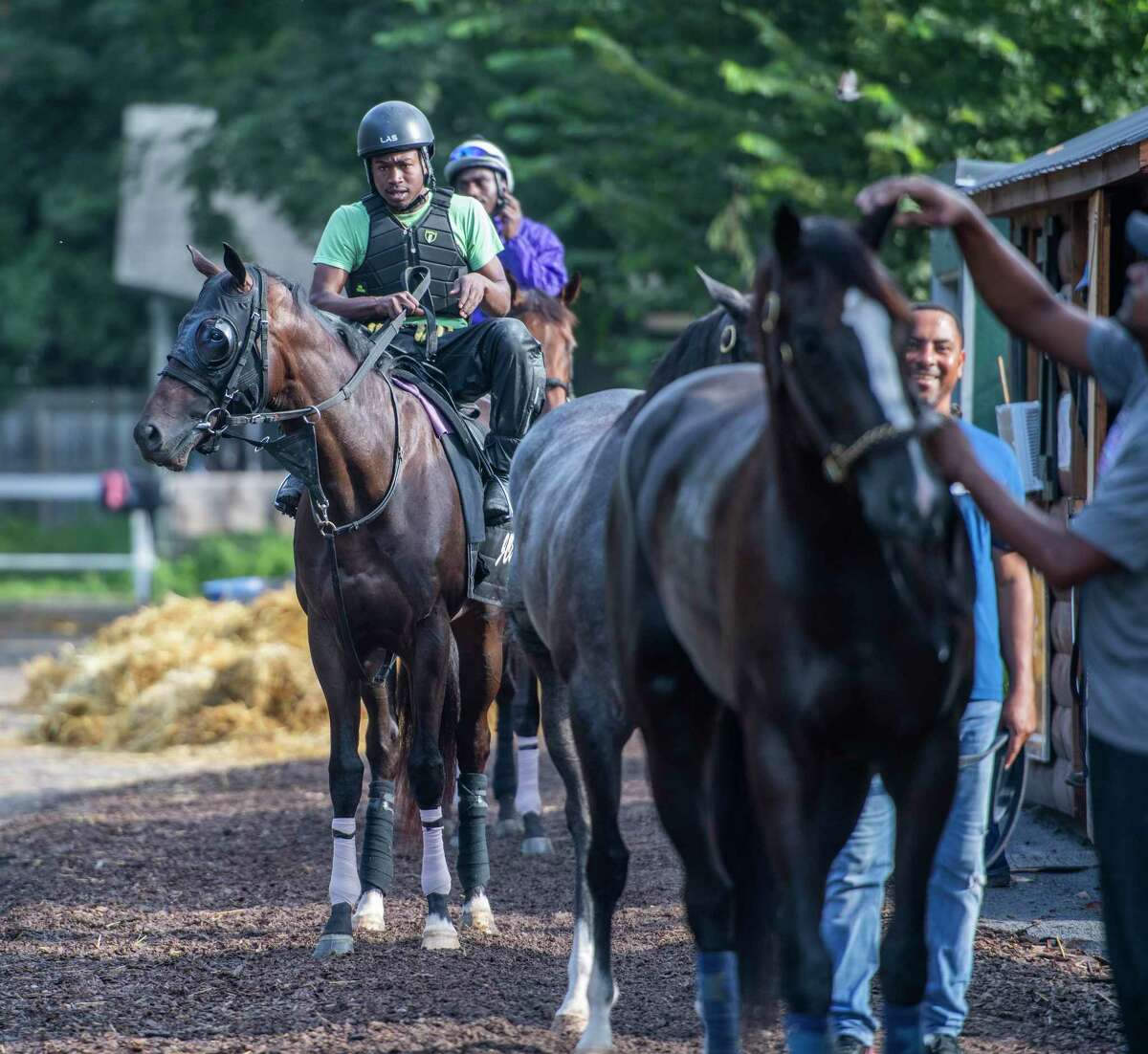 Tuggle trained by Jeremiah Englehart heads out for his morning exercise from his barn at the Oklahoma Training Center track adjacent to the Saratoga Race Course Thursday Aug. 8, 2019 in Saratoga Springs, N.Y. Tuggle is named for the late John Tuggle, a former player for the New York Giants under coach Bill Parcells who owns the horse. Photo Special to the Times Union by Skip Dickstein