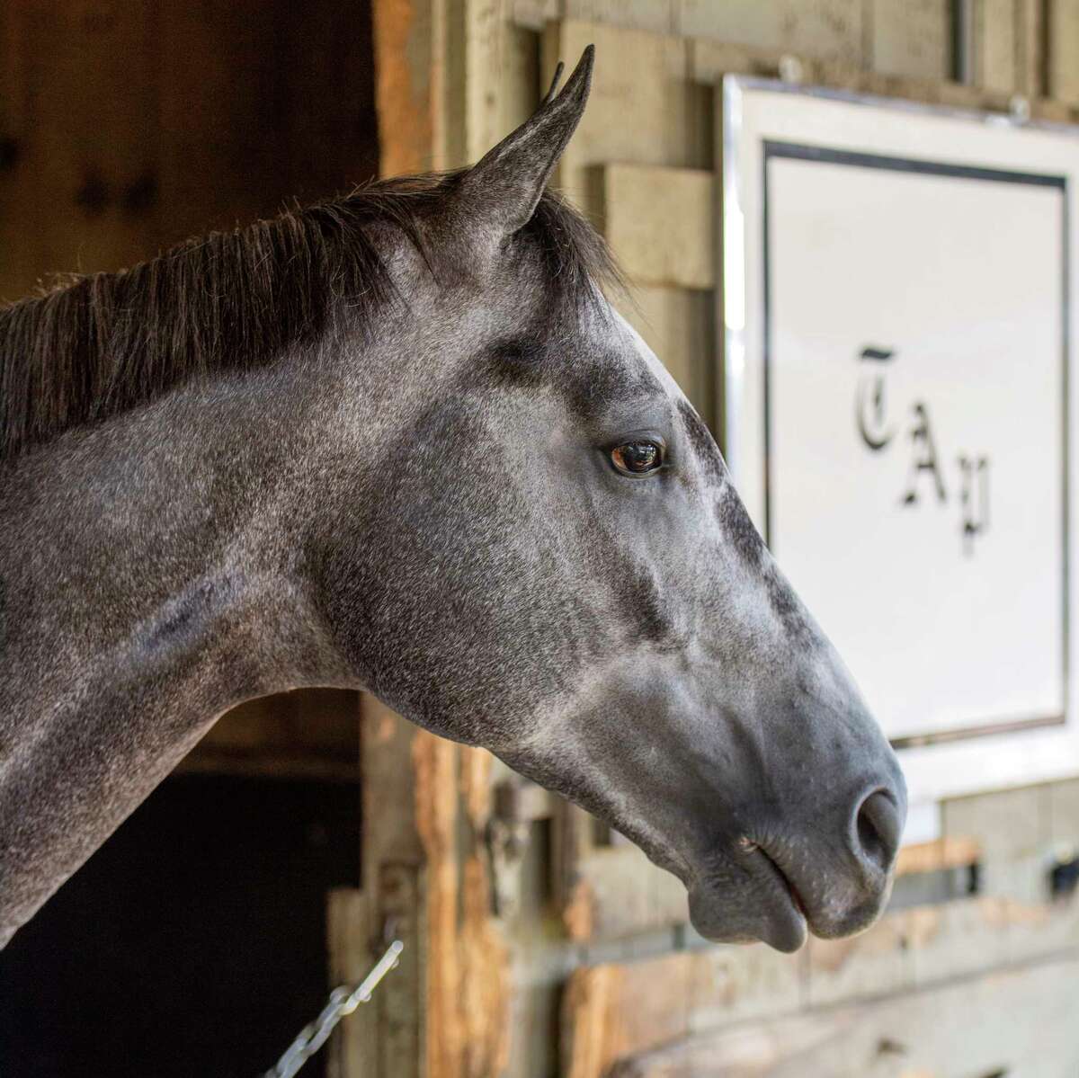 Gidu hangs out in his stall in trainer Todd Pletcher's training barn on the Oklahoma Training Center adjacent to the Saratoga Race Course waiting to watch one of his horses to work Thursday Aug. 8, 2019 in Saratoga Springs, N.Y. Photo Special to the Times Union by Skip Dickstein
