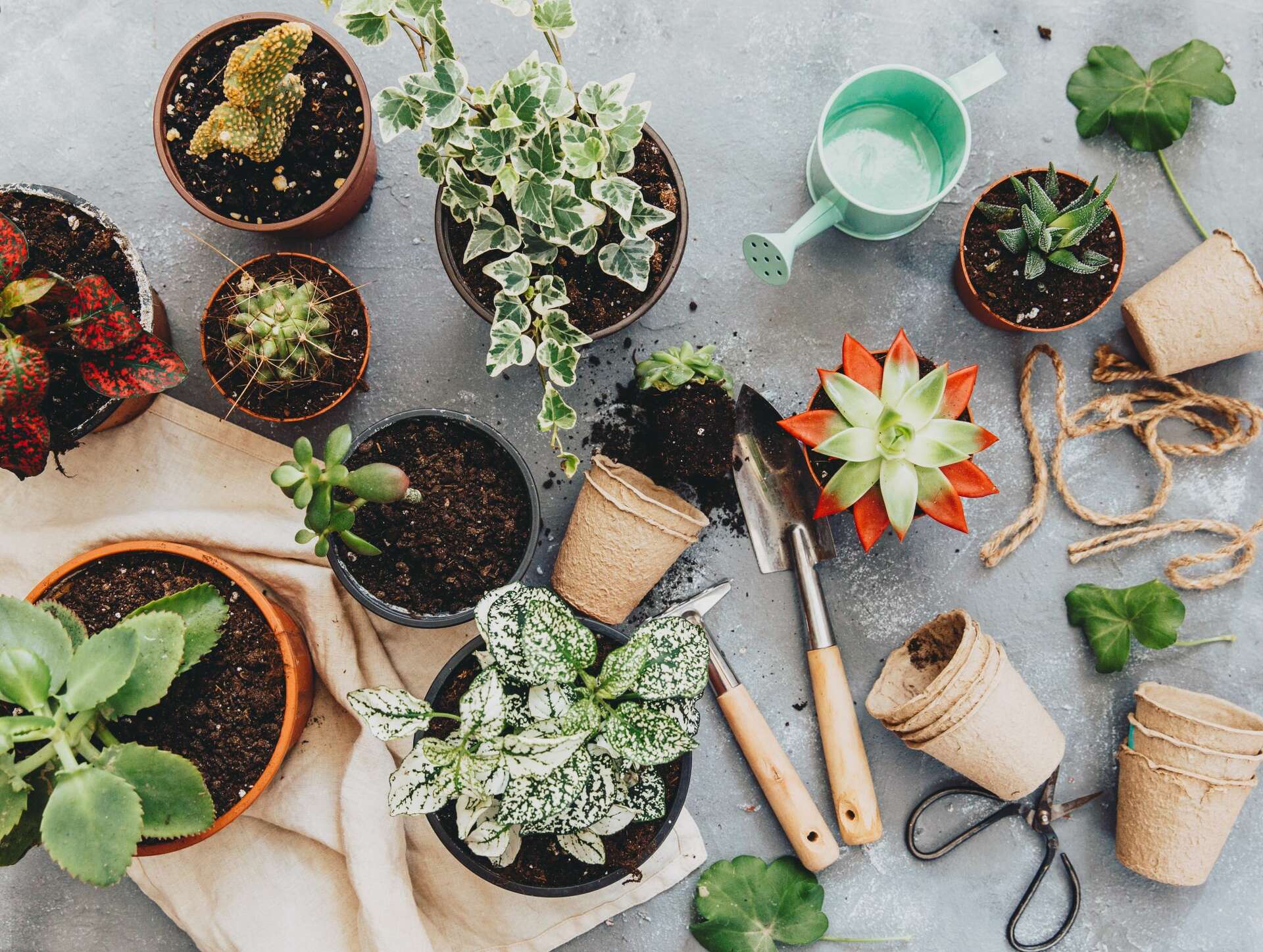 Trader Joe's Houseplants: A Power Ranking