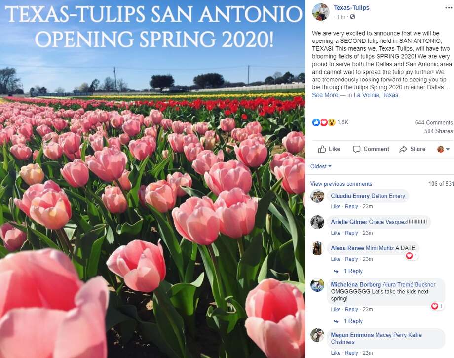 Highlights Texas Tulips