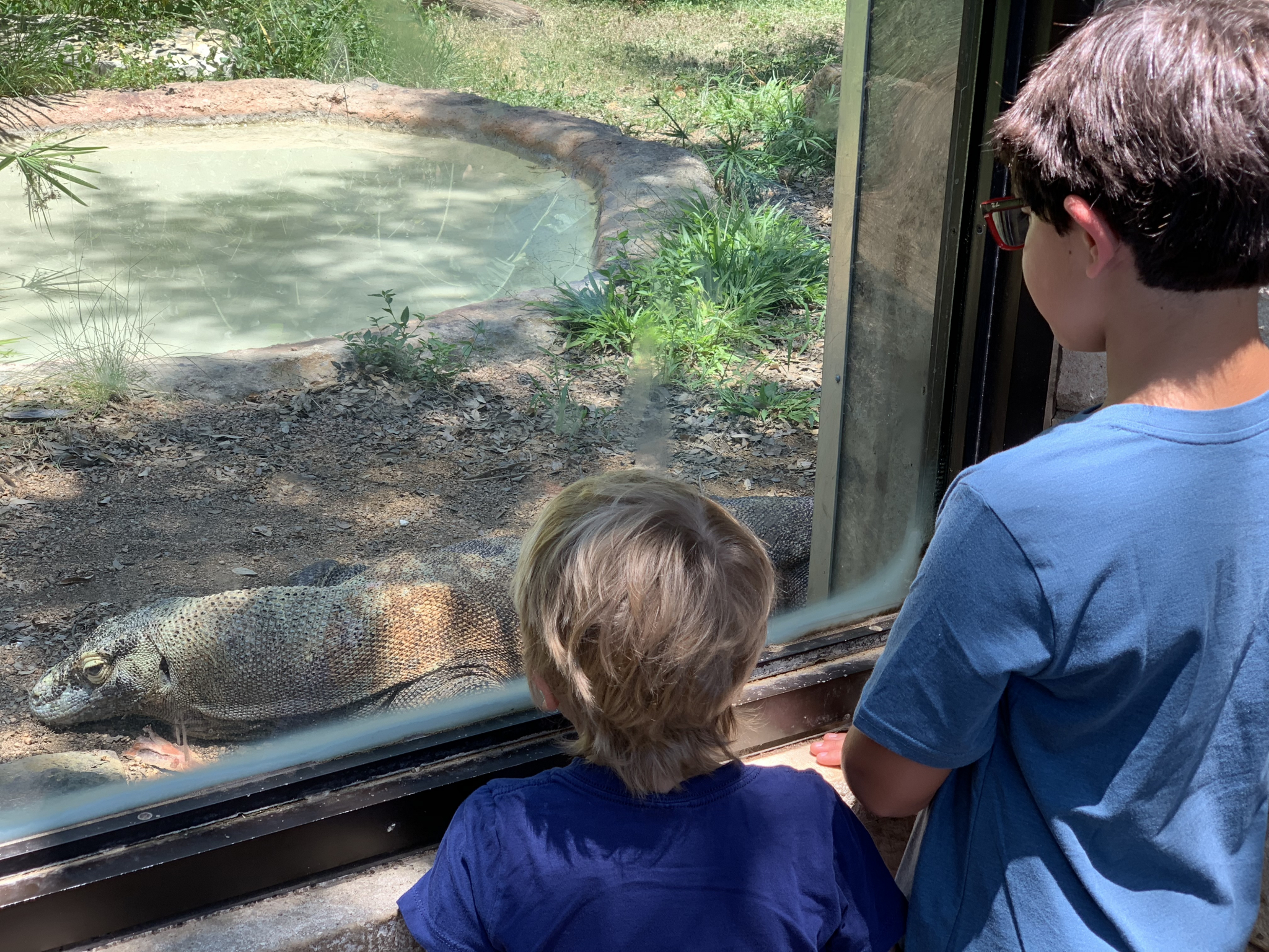 San Antonio Zoo offering free admission for grandparents this weekend