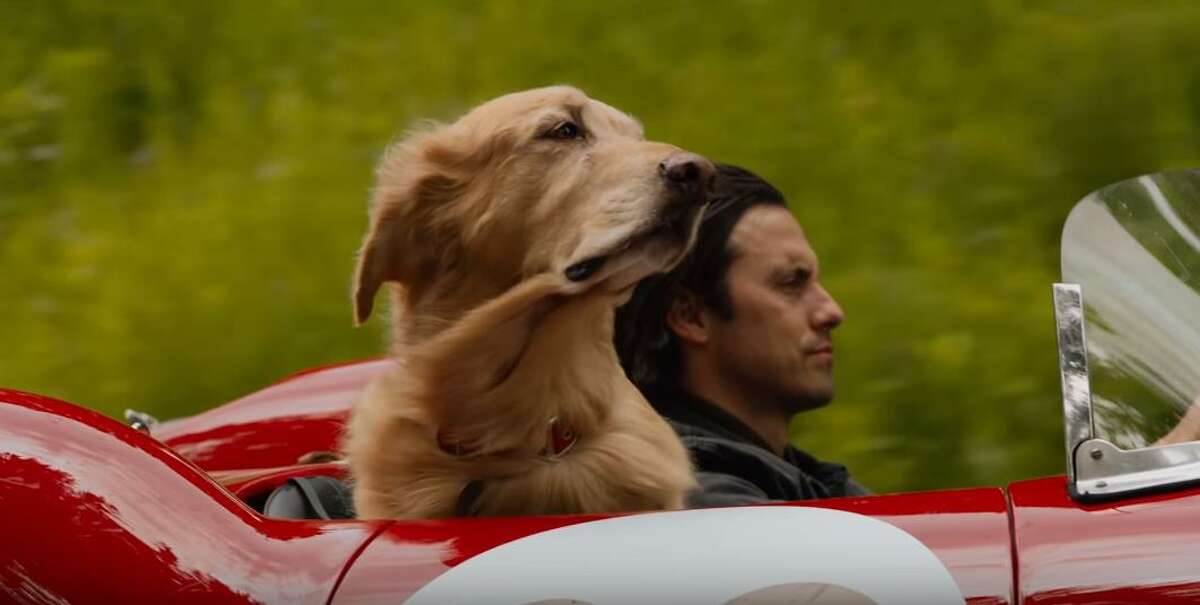 "The Art of Racing in the Rain," released in 2019, filmed in Vancouver. 