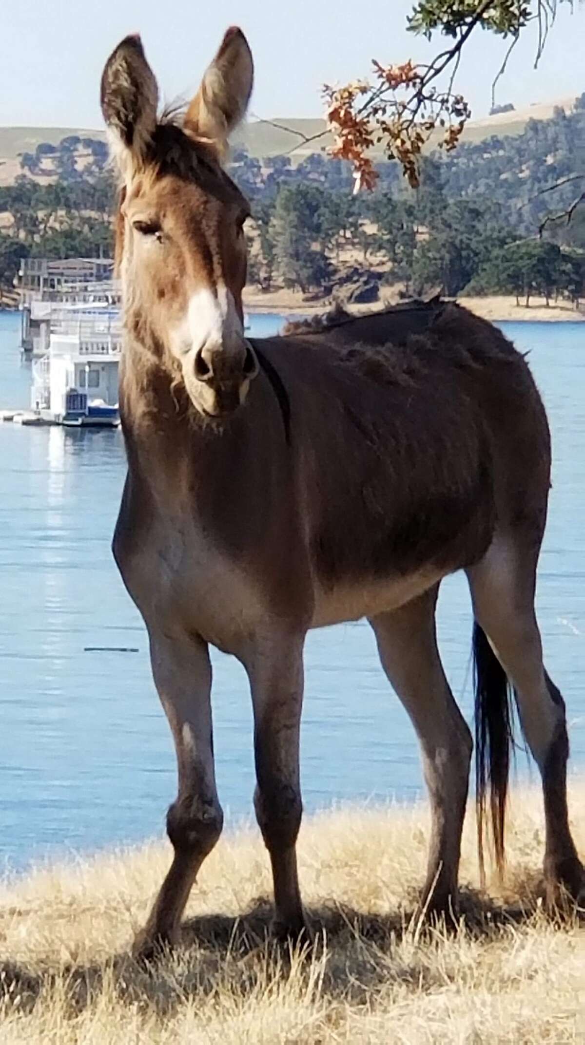 Pictured is "Hillary," a donkey which has become stranded on an island that formed in Lake McClure in Mariposa County after winter rains refiled the reservoir and "Hillary" became separated from the other donkeys in her herd. She has been living alone on the island for two years. Now, there is a rescue effort forming but it has become tangled in a discussion as to whether or not to remove her and if so, who would pay for it.