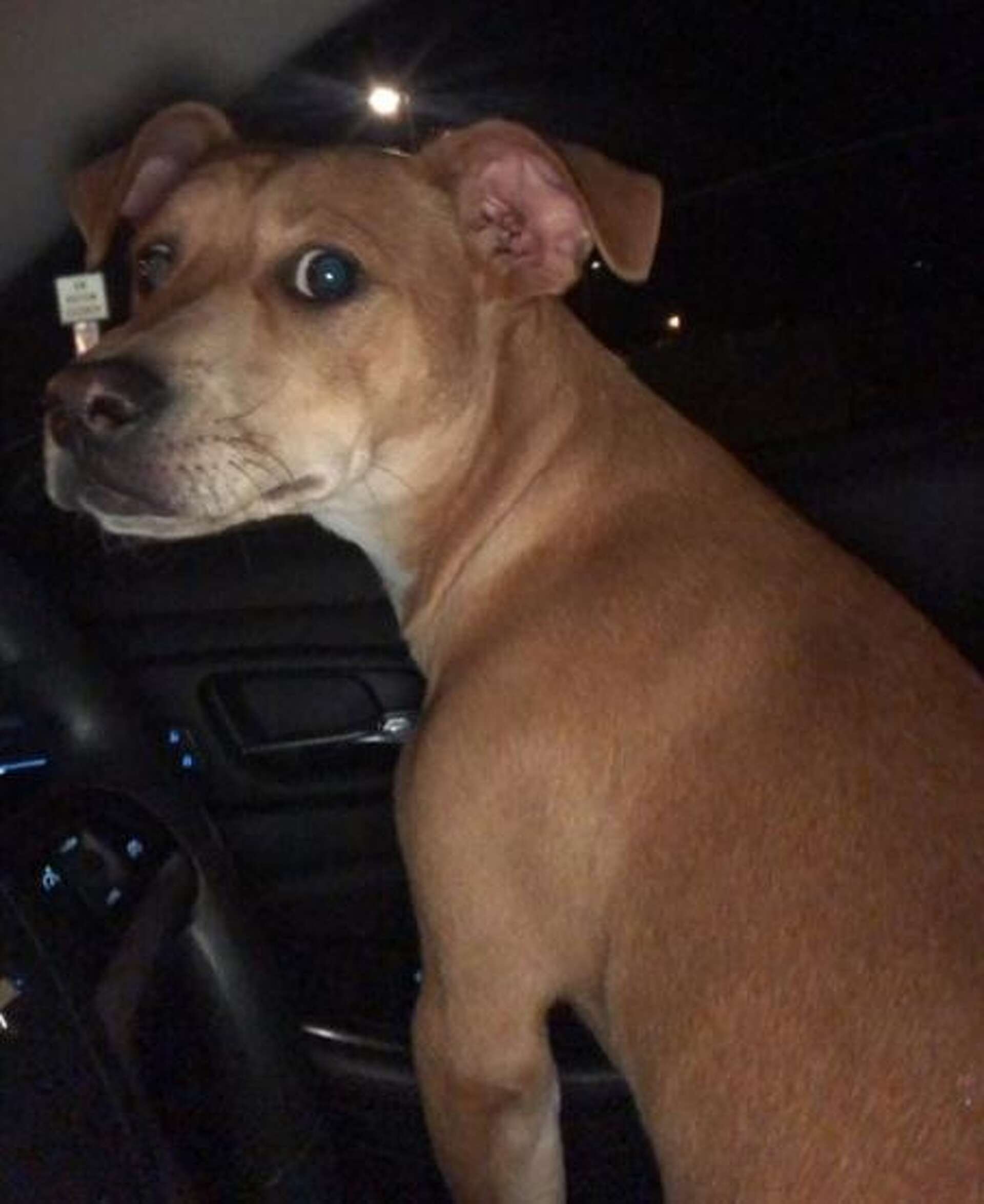 Viral video shows Munchkin the dog honking car horn at his owner to