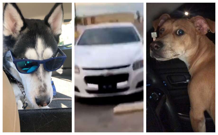 Viral video shows Munchkin the dog honking car horn at his owner to