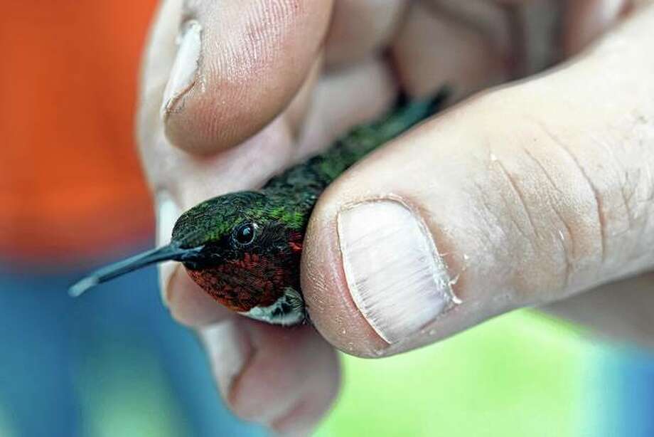 Small But Mighty Hummingbirds Have Big Wow Factor For Crowd Jacksonville Journal Courier,Bittersweet Plant Leaves