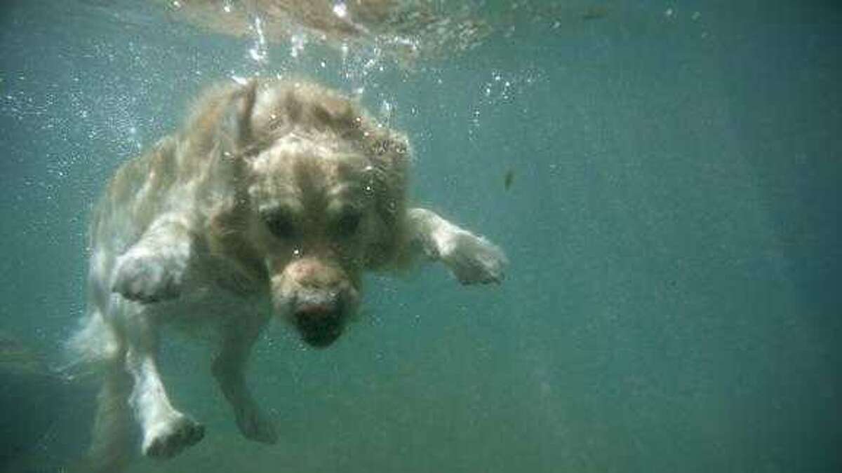 is swimming in salt water bad for dogs