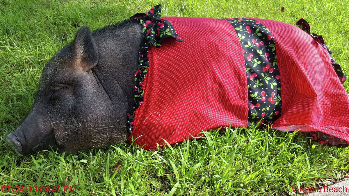 Pumpkin the pig wears a frock while taking a nap. Her owner is fighting to change a Virginia Beach law that bans pet pigs.