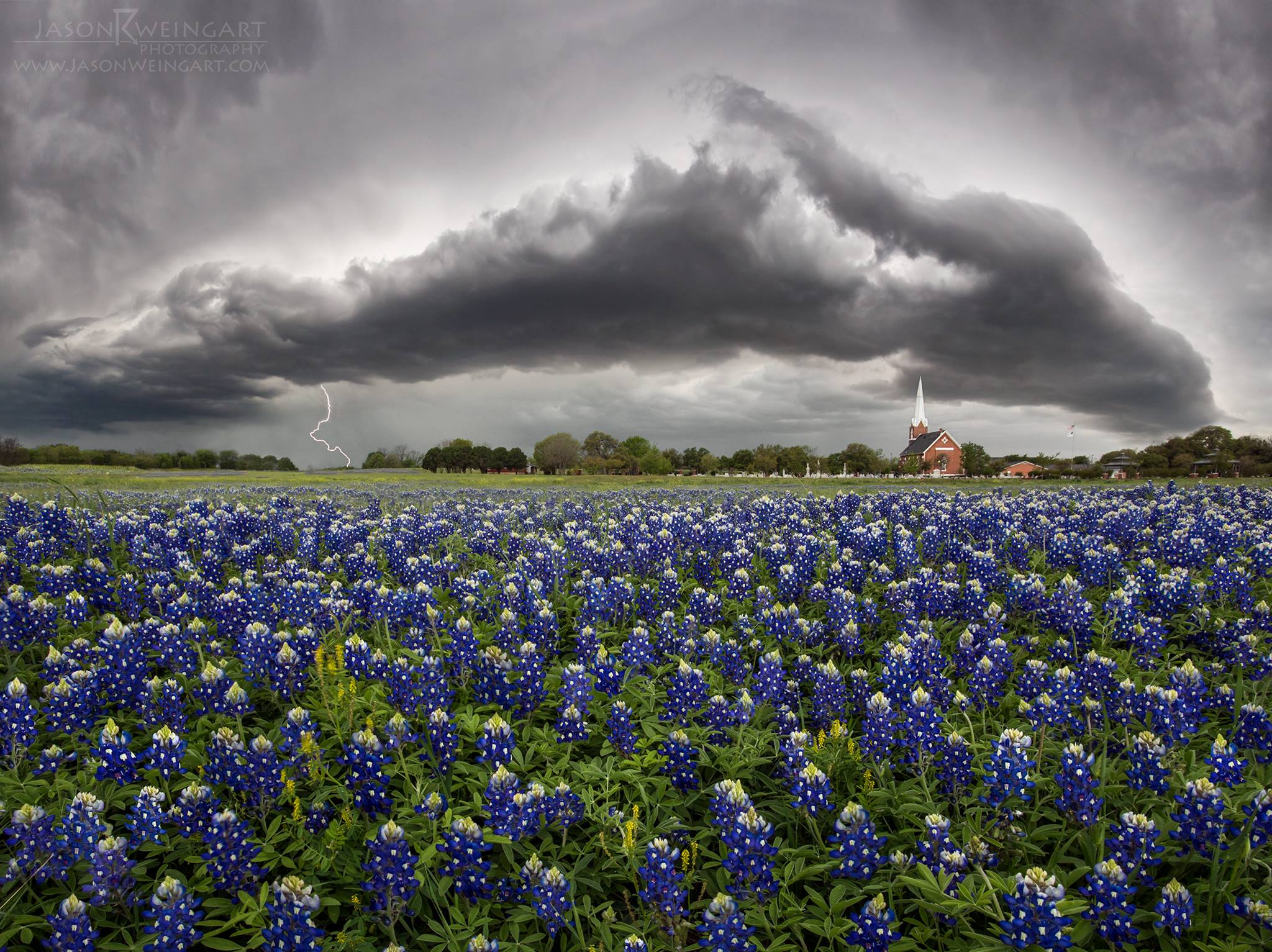 Wildflower forecast says Texas on track for a “hit and miss” season