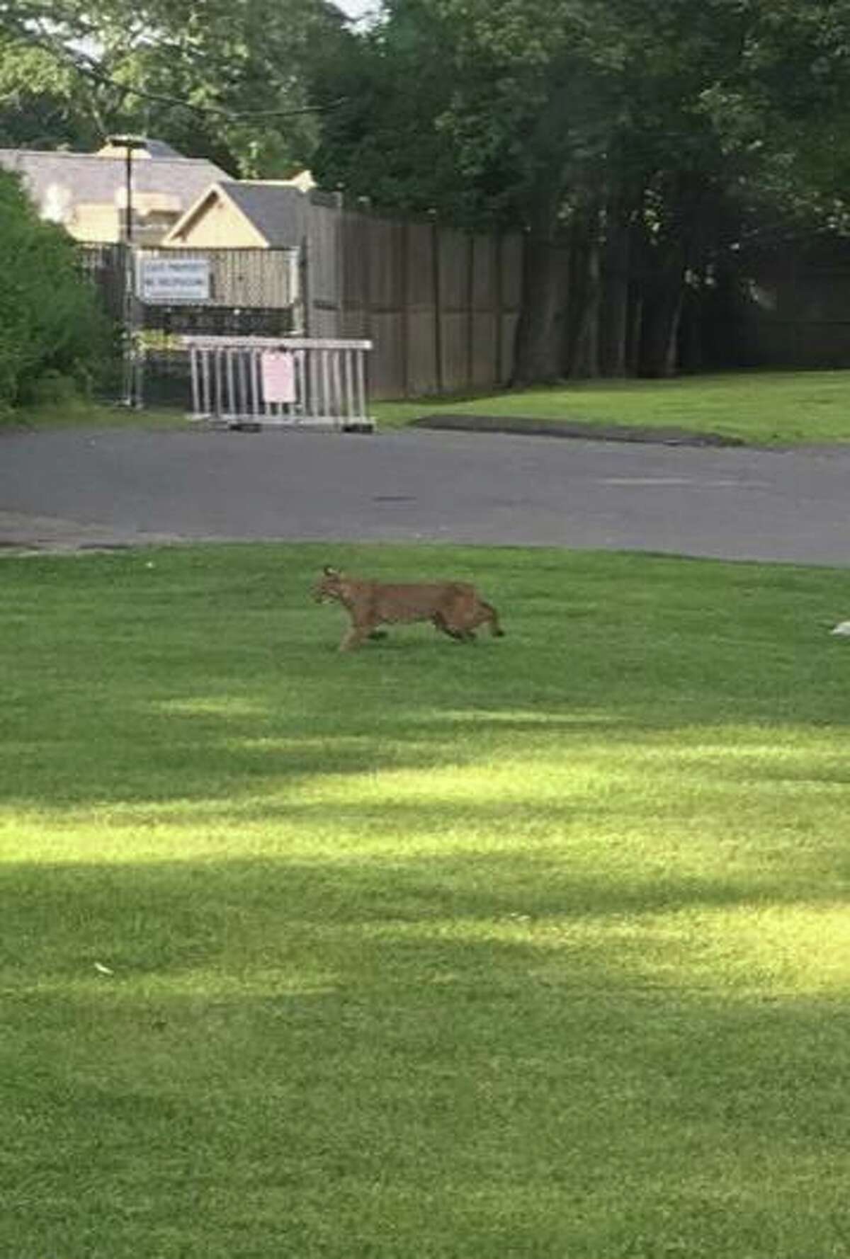 Bobcat eats rabbit in Green Township yard 