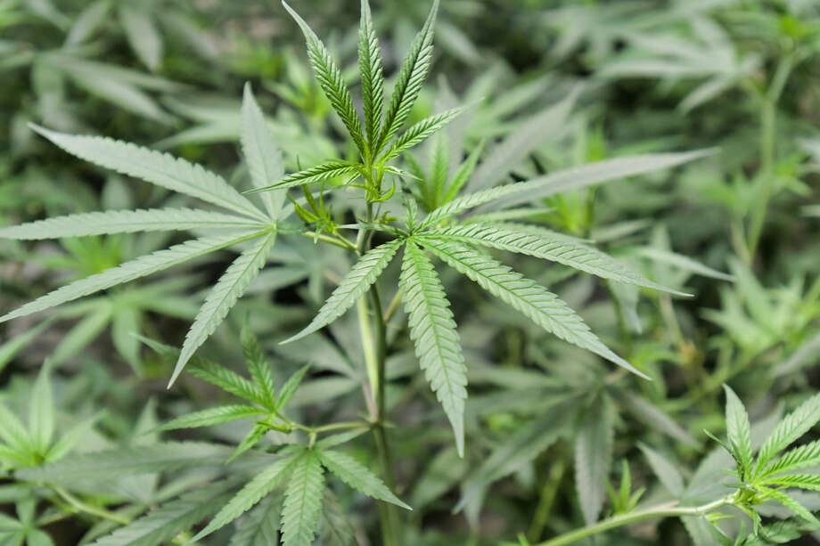 Hemp, like marijuana, comes from the Cannabis sativa L. plant. The difference is that hemp has a lower concentration of THC. Photo: Paul Buckowski / Albany Times Union