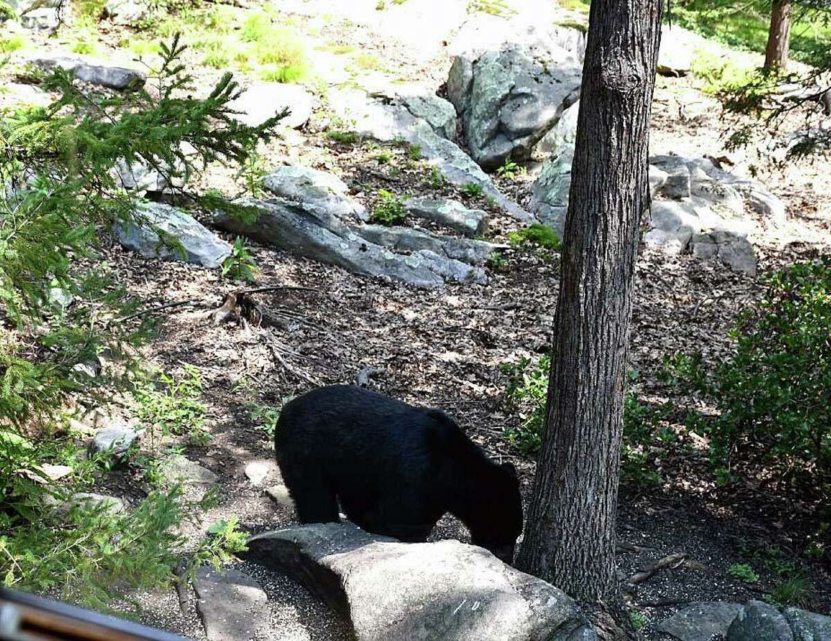 Black bear seen on Carmen Hill Road in Brookfield, Conn., on Aug. 29, 2018.