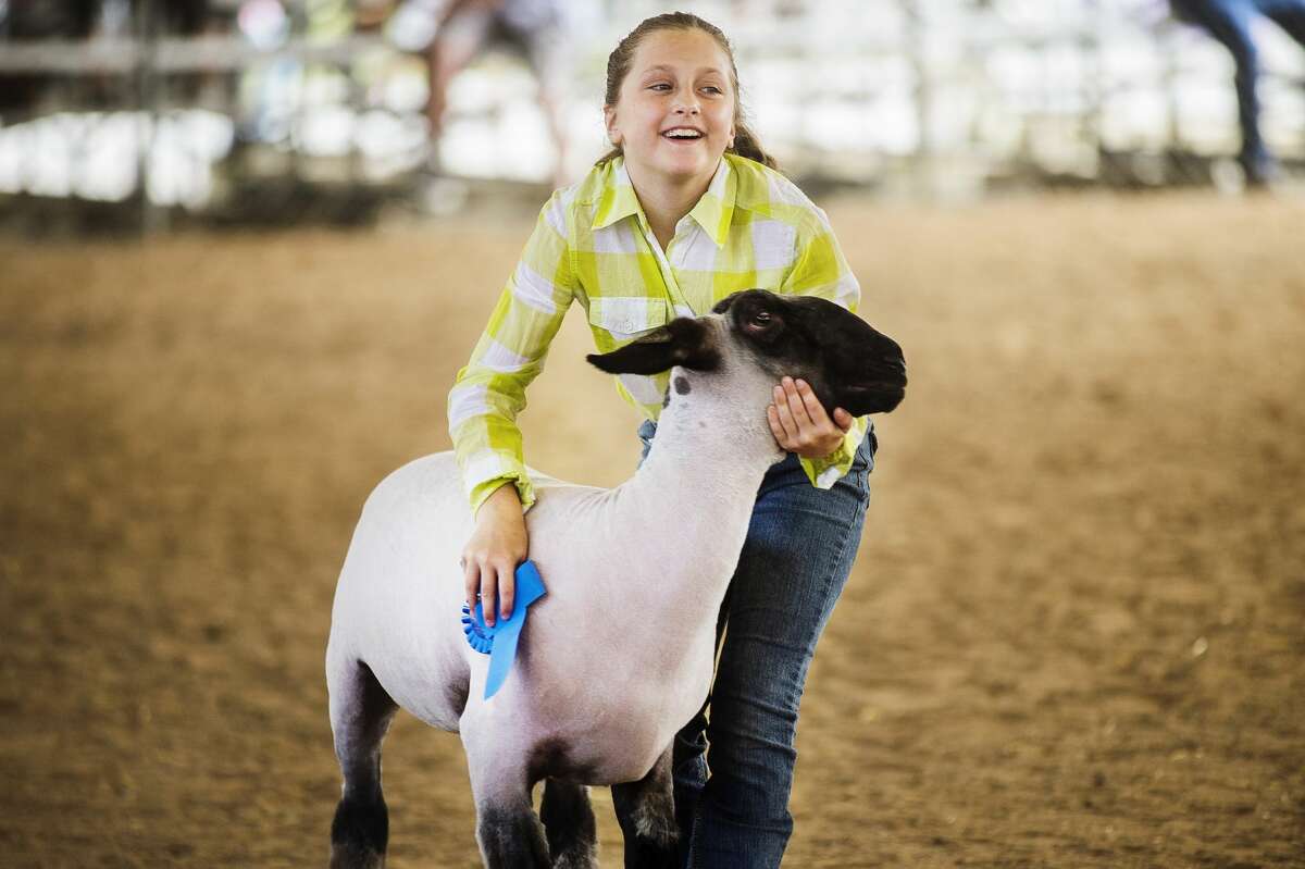 Peyton Hickerson, 11, moves her lamb off of the competition floor after being named Grand Champion in Sheep Showmanship in the beginners division at the Midland County Fair Monday, Aug. 12, 2019. (Katy Kildee/kkildee@mdn.net)