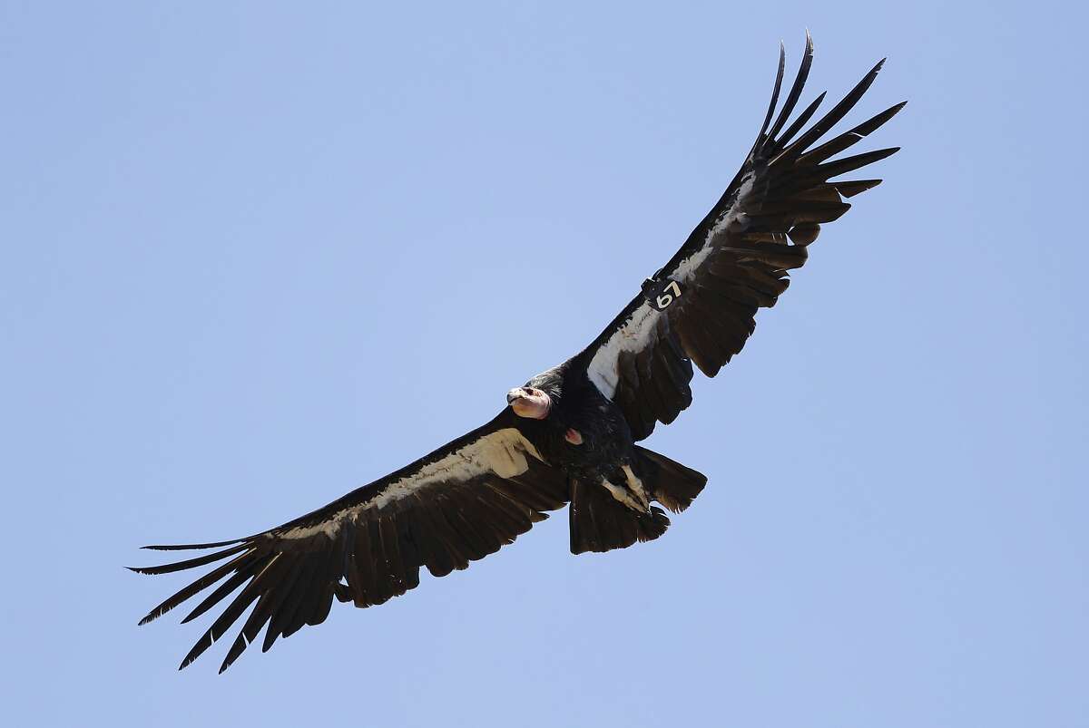 FILE - In this Wednesday, June 21, 2017, file photo, California condor No. 67 takes flight in the Ventana Wilderness east of Big Sur, Calif. A reward now totals $15,000 for information leading to an arrest and conviction in the shooting death of a similar endangered California condor. The condor was found with a gunshot wound in July 2018, on private property near the Bitter Creek National Wildlife Refuge in Kern County. The bird later died. The U.S. Fish and Wildlife Service initially offered a $5,000 reward and on Monday, Sept. 10, 2018, the Center for Biological Diversity tripled it. (AP Photo/Marcio Jose Sanchez, File)