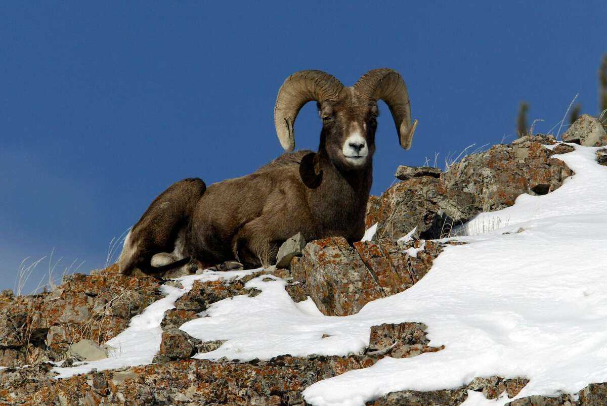 This January 2004 photo released by the National Park Service shows a Bighorn Sheep ram sitting on a ridge above Soda Butte Creek in Yellowstone National Park. (AP Photo/NPS, Jim Peaco)