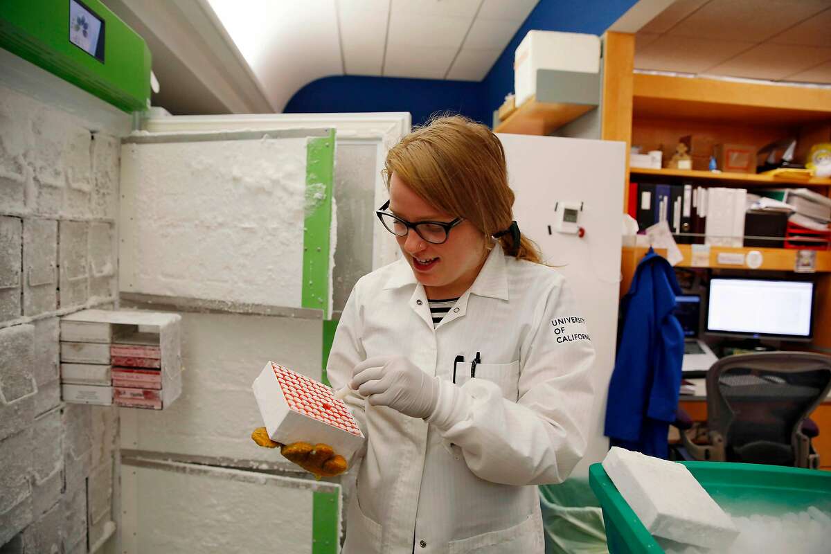 Elze Rackaityte, graduate student, returns a cryovial containing a bacterial isolate from the human microbiome to a box as she works in the Lynch Lab at UCSF on Monday, August 12, 2019 in San Francisco, Calif.