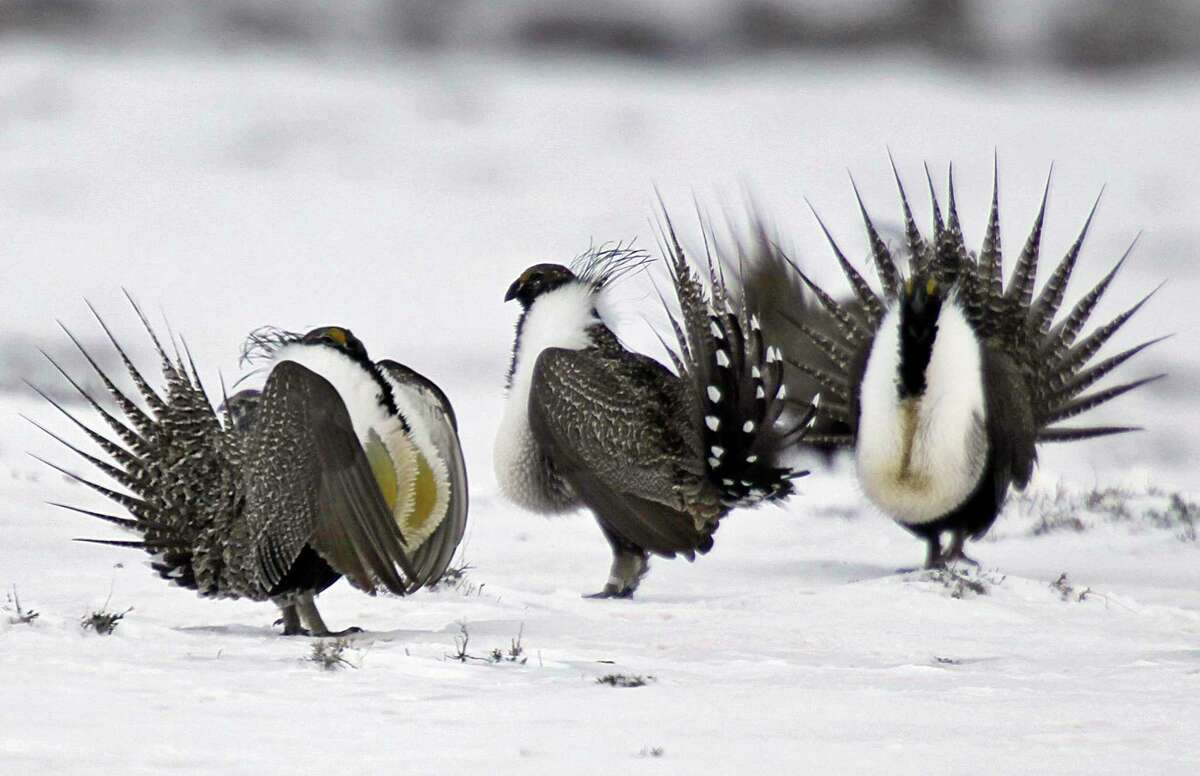 Male greater sage grouse perform mating rituals for a female grouse, not pictured, on a lake outside Walden, Colo. The Trump administration rolled back longstanding federal protections for endangered species such as the greater sage grouse.