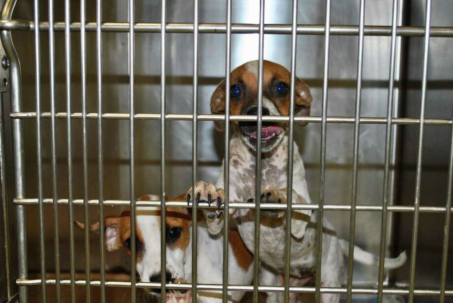 Pet Adoption Fee Waived For Clear The Shelters Event In Pasadena