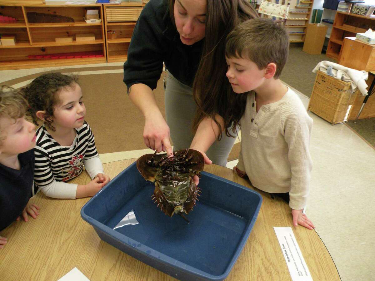 preschools in stamford ct Creates Experts If You Want To Be A Winner, Change Your preschools in stamford ct Philosophy Now!