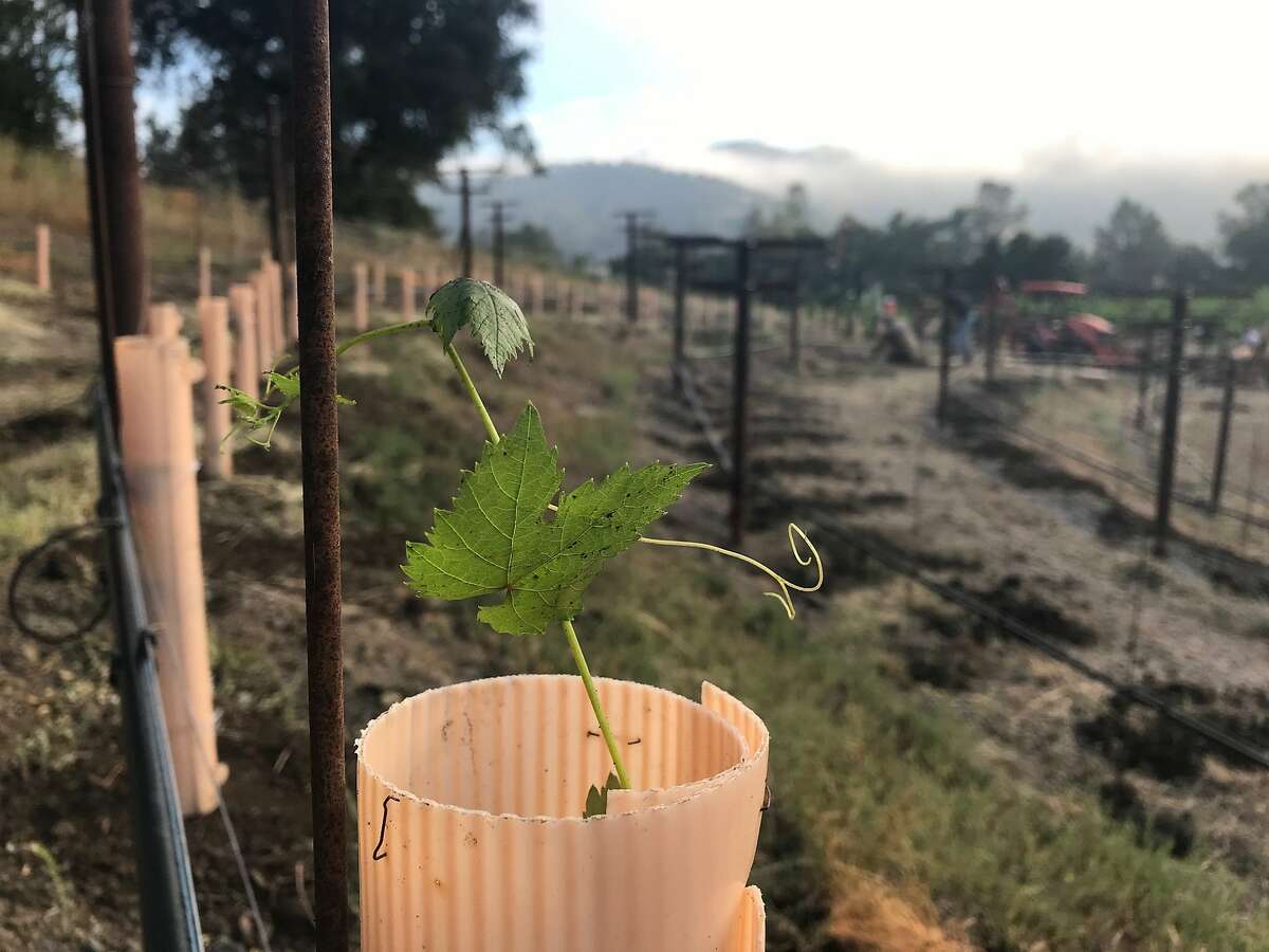 New Assyrtiko vines are planted at Nichelini Vineyard in Napa Valley. Winemaker Aimee Sunseri urged her family, which owns Nichelini, to plant the Greek grapevine based on the success it's had at New Clairveaux Vineyard in Vina, Calif.
