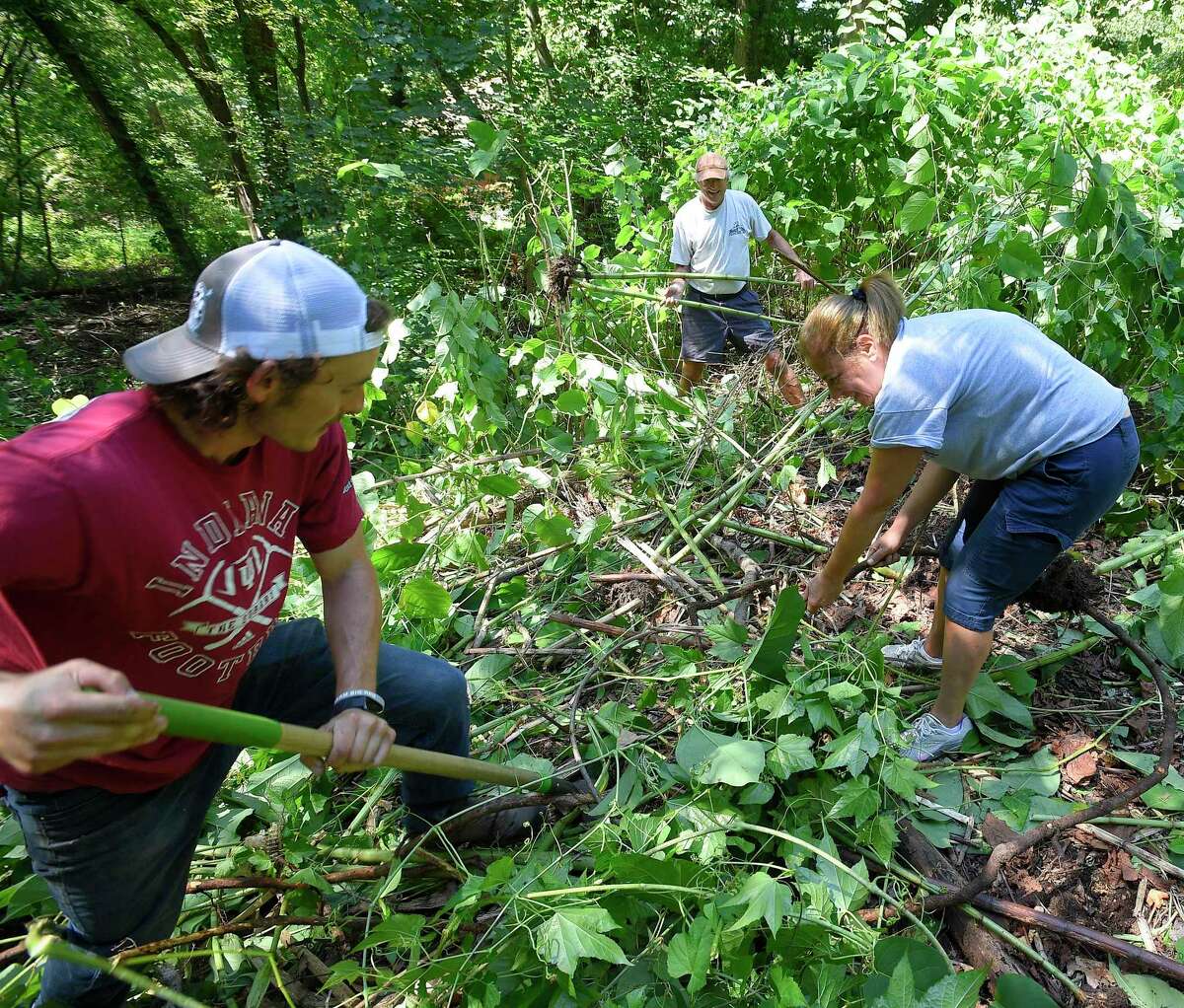 Invasive plants, like Japanese knotweed, pose problems in CT