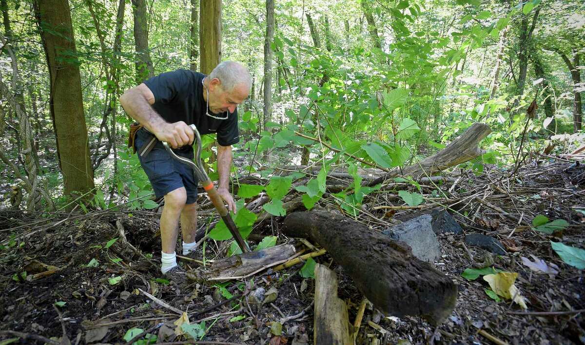 Invasive plants, like Japanese knotweed, pose problems in CT
