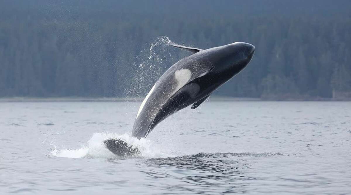 J39 leaps from waters near Vancouver Island on Aug. 11, 2019.