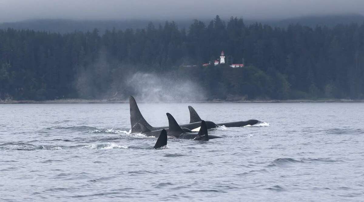 Southern Resident Killer Whales Spotted In Pacific Northwest Waters ...