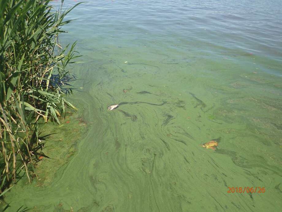 Keeping Pets Safe From Blue Green Algae In Ct Connecticut Post