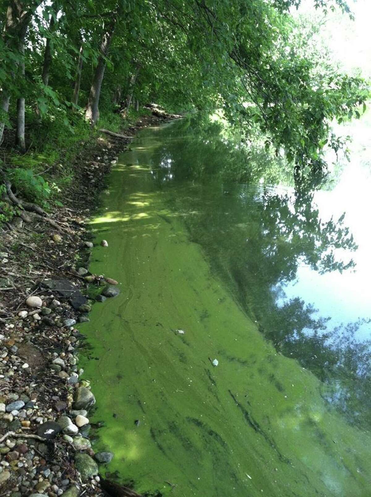Watch for Harmful Algal Blooms in MI Recreational Waters