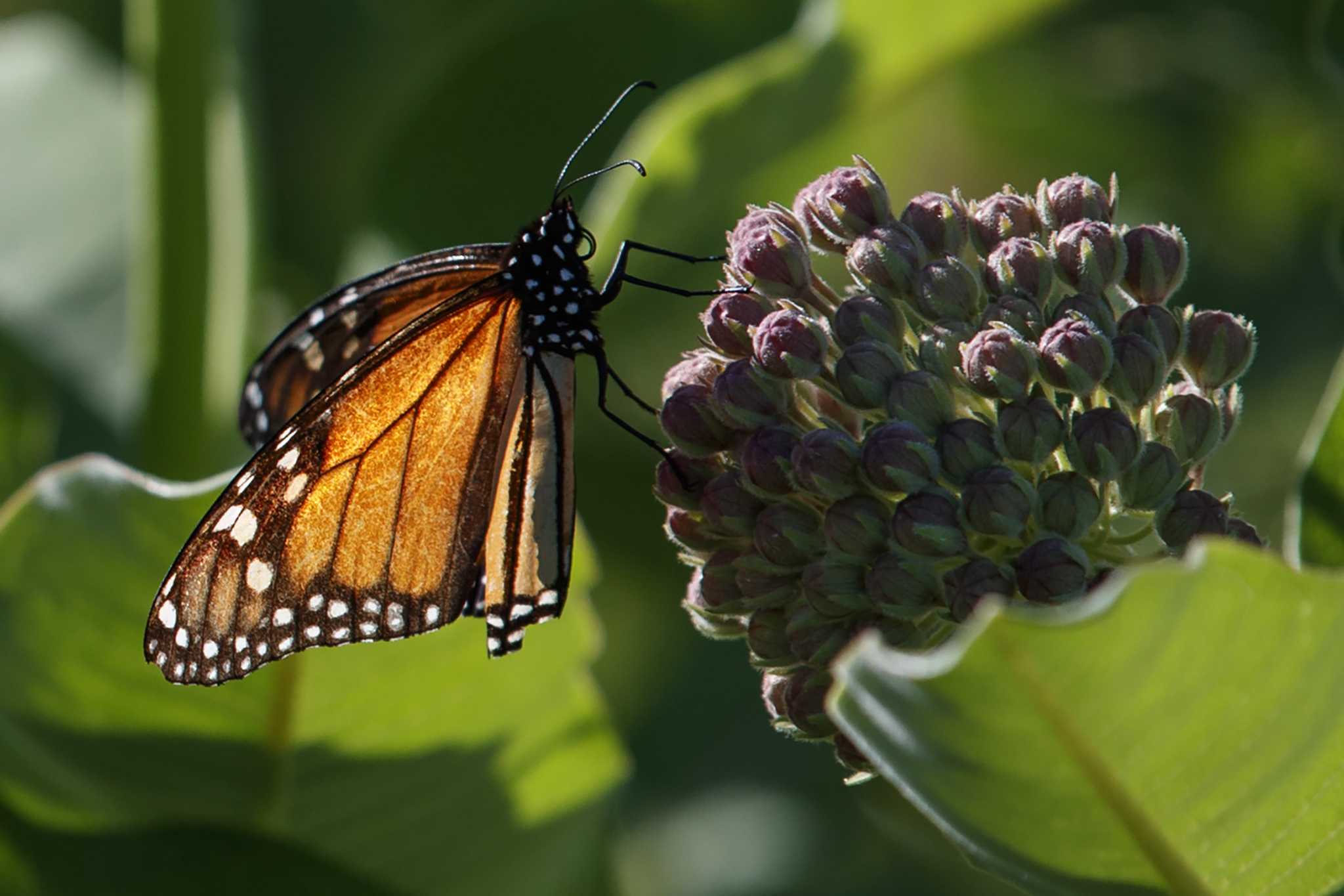 How endangered are monarch butterflies? - Vimarsana News