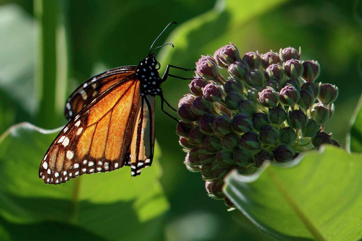 A monarch butterfly perches on milkweed. Farming and other human development have eradicated huge swaths of its native habitat, cutting the butterfly’s numbers in the eastern U.S. by 84 percent over the last two decades.