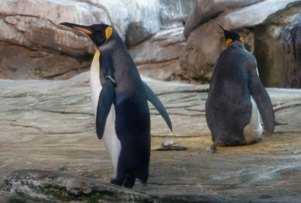 Same-sex penguin couples keep adopting eggs, and the Berlin Zoo is celebrating