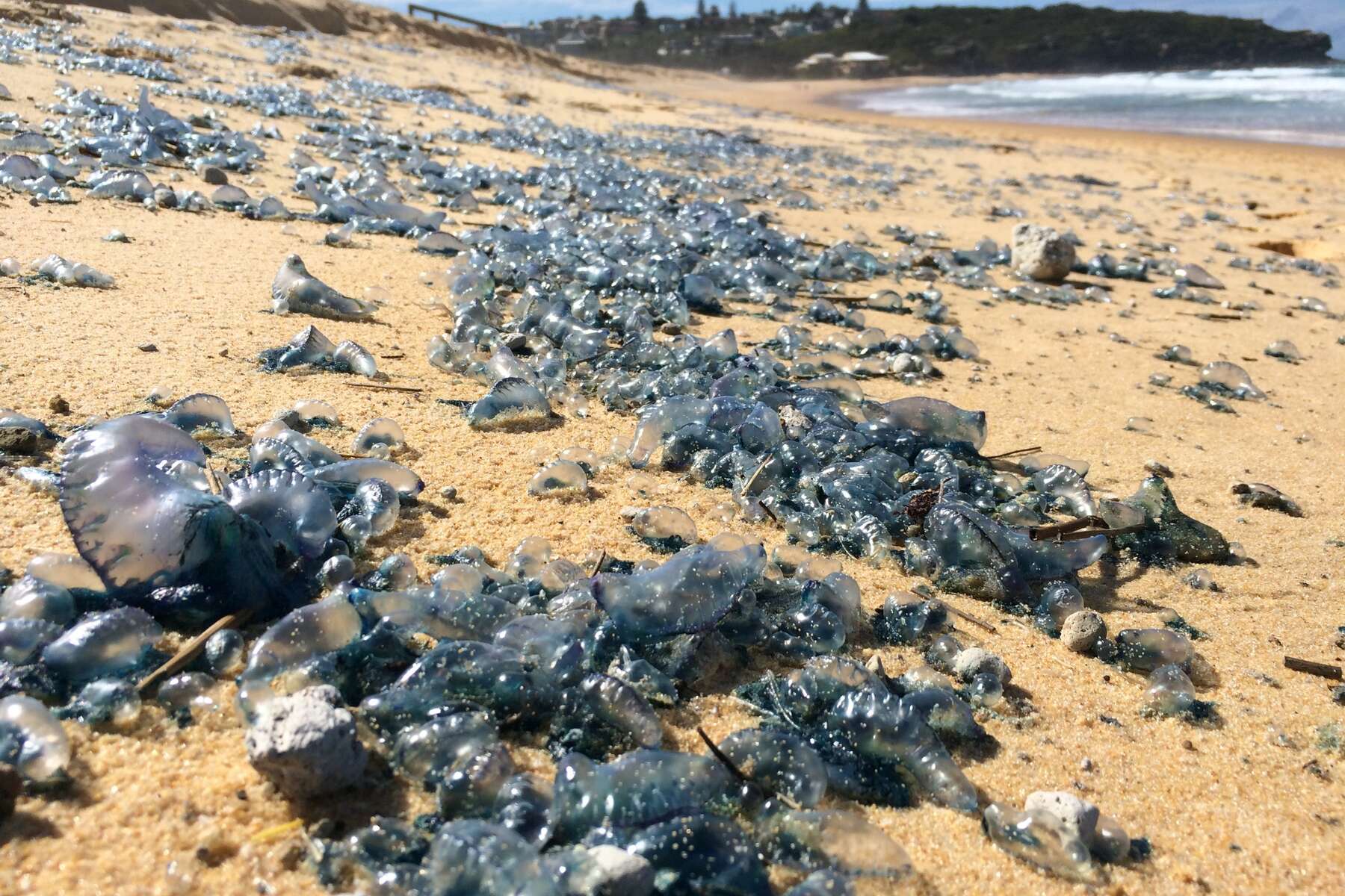 More Than 0 Stung As Portuguese Men Of War Invade Oahu