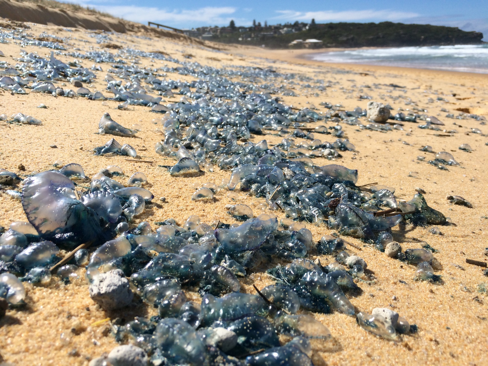 More than 200 stung as Portuguese menofwar invade Oahu