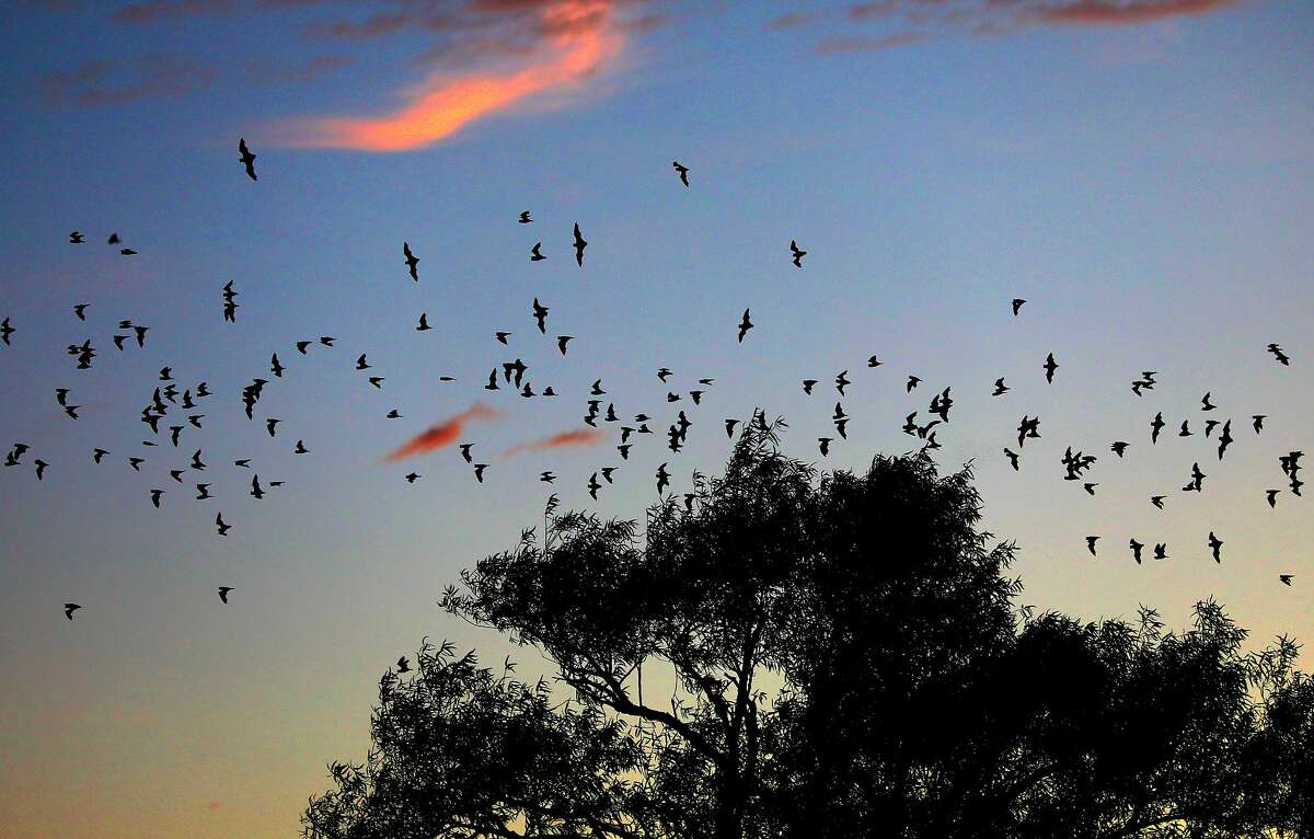 Bats’ nightly ‘fly out’ is spectacle to behold in Sacramento
