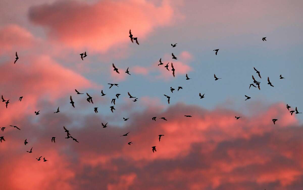 what is a group of bats called: A flock of bats flying