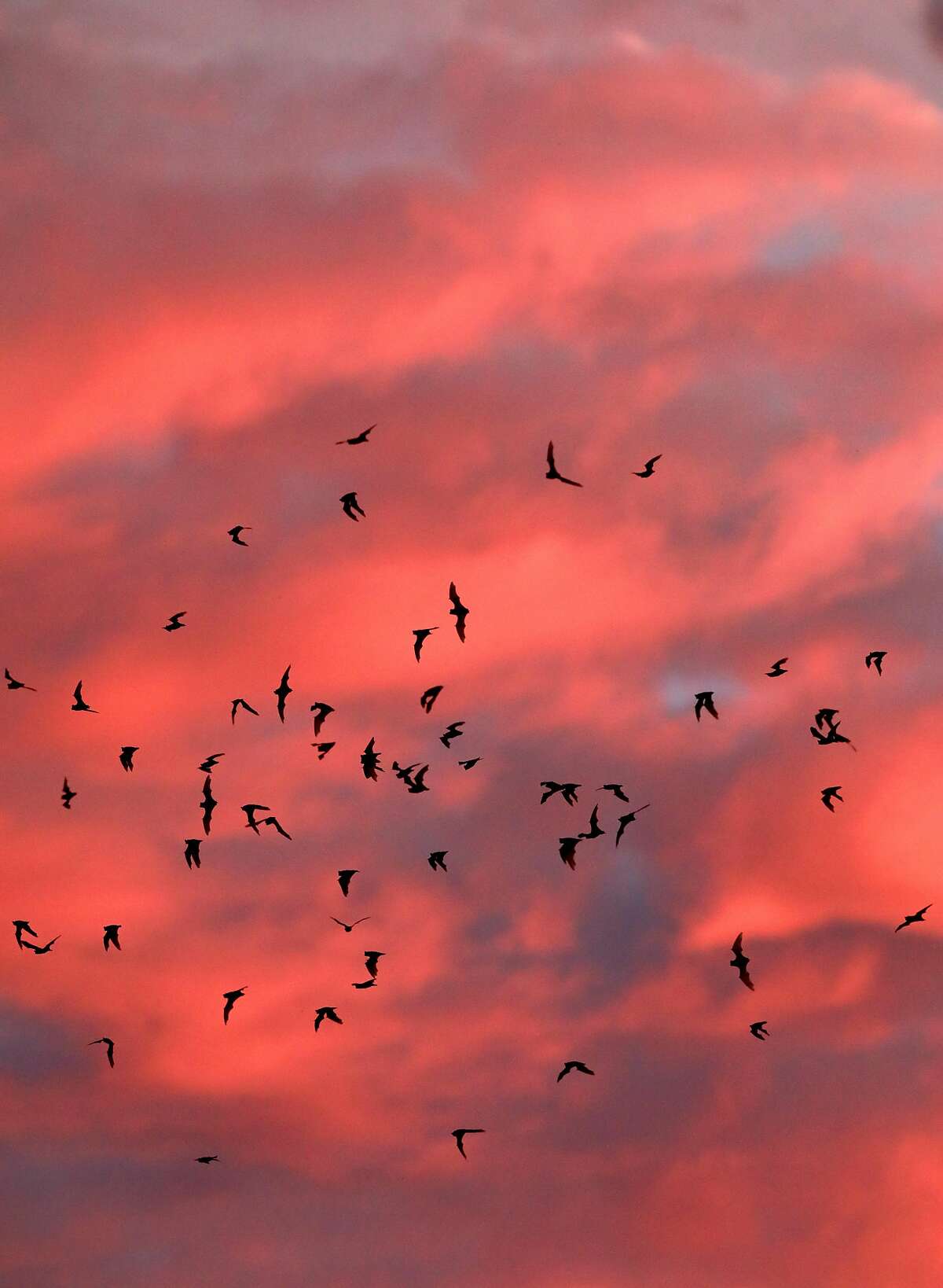 Thousands of bats take flight from the Yolo Causeway in Davis, Ca., as seen on Mon. August 5, 2019.