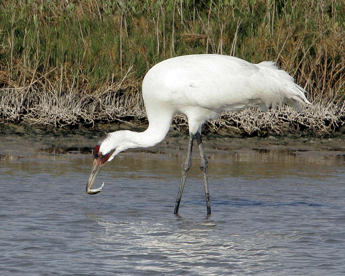** FOR IMMEDIATE RELEASE **A whooping crane eats a crab at the Aransas National Wildlife Refuge, near Rockport, Texas, Sunday, Jan. 15, 2006. The whooping crane is one of the first species that appears to have rebound from extinction thanks to legislation and public awareness. A record 237 birds have been counted this year. (AP Photo/Ron Heflin)