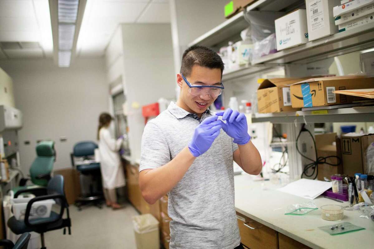 Stephen Yan, a chemical and biomolecular engineering student, holds flexible fibers made of carbon nanotubes invented at Rice University. Studies have shown that sewing the fibers directly into damaged tissue can restore electrical function to hearts.
