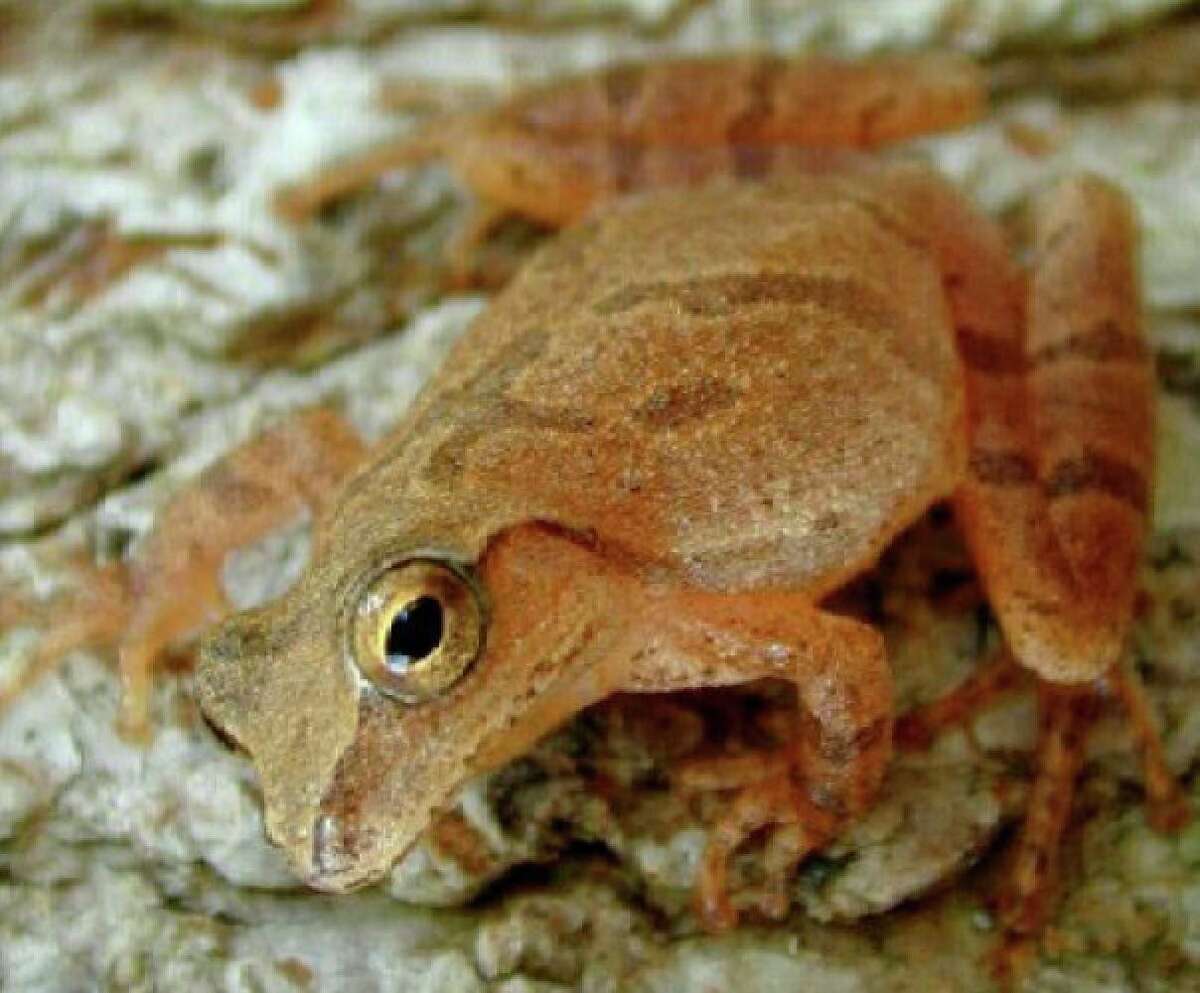 Spring Peeper.