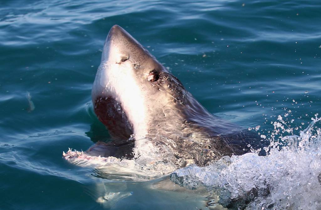 sharks-101