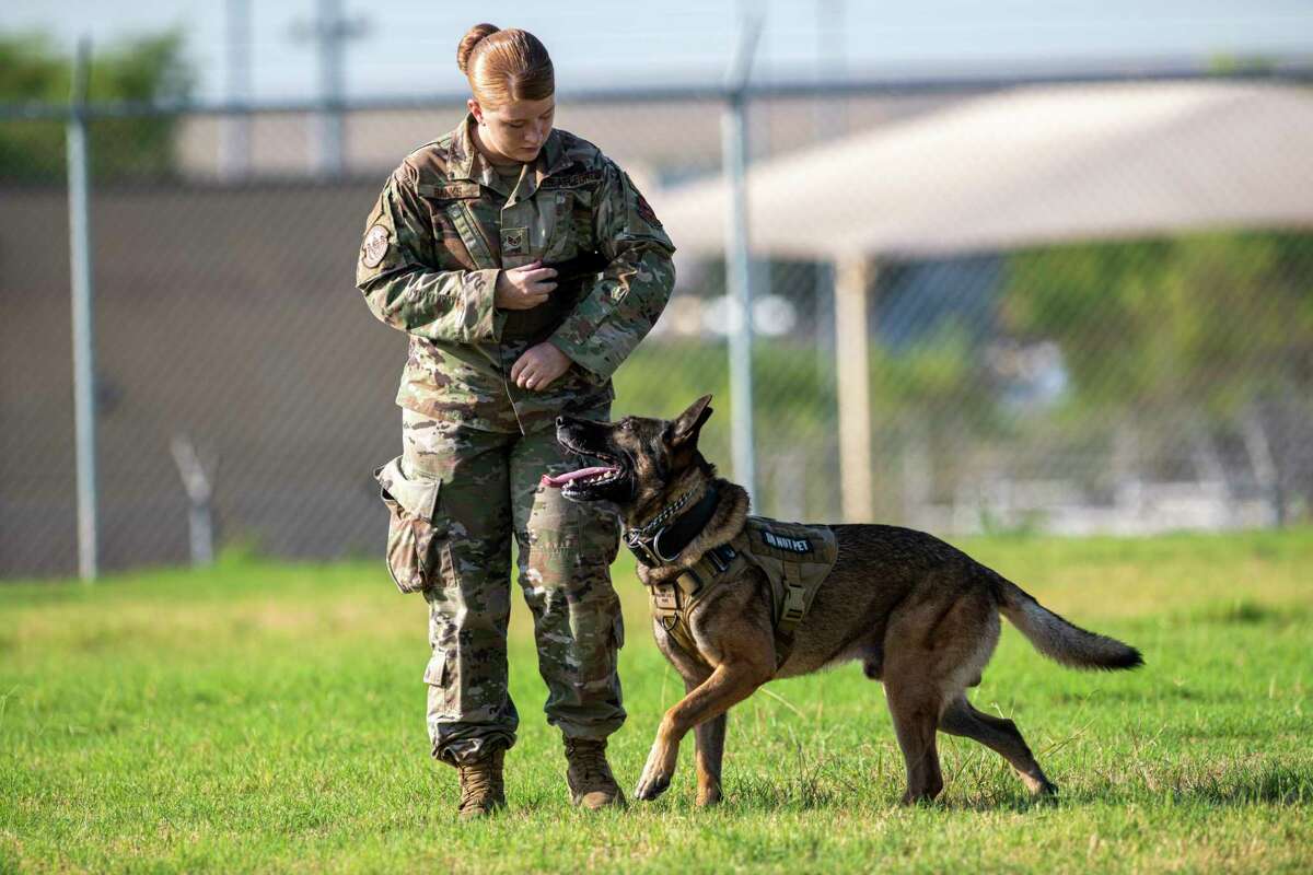 Military working dogs, their handlers show off intense skills in San ...