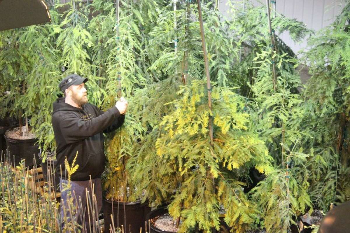 Betsie Valley students learn how to replant forests