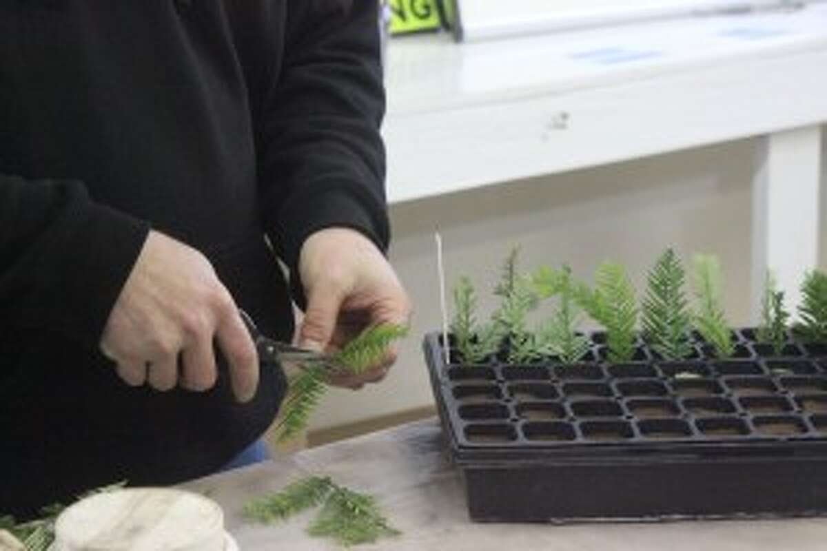 Betsie Valley students learn how to replant forests