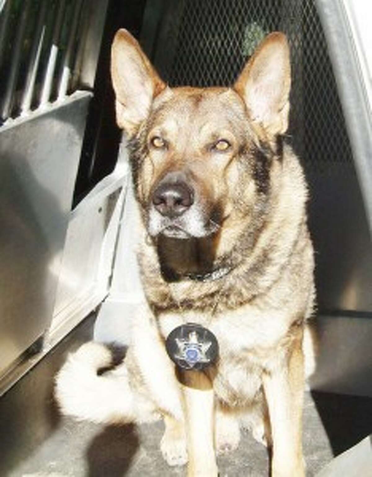 OUTING: The K-9 Hausso Memorial Golf Outing will take place June 12 at Crystal Lake Golf Course. Hausso was the first canine officer in Benzie County. (Courtesy photo)